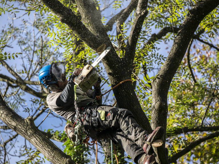 Tree Surgery services